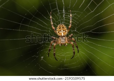 Macro photo of a scary looking European garden spider waiting to feed. Great close up shot of a spider