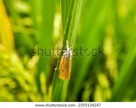 Macro photo of Scirpophaga. White rice stem borer (Scirpophaga innotata Walker)