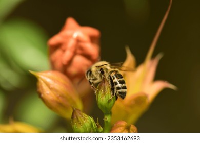 macro photo shoot while a bee collects honey from flowers