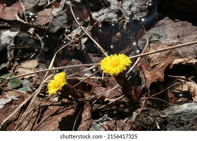 Macro Photo, Shooting Outdoor When Summer Arrived.