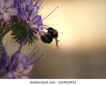 macro photo shot of a big bumble bee looking for nectar at the evening sun set