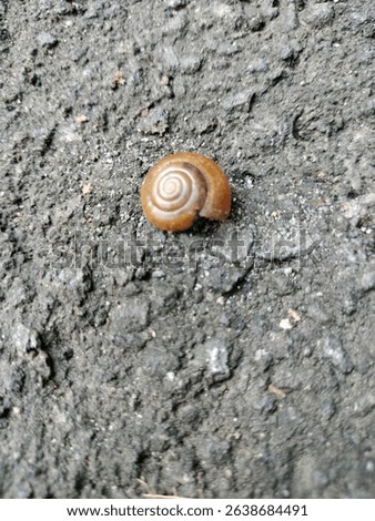 A macro photo of a small, brown snail shell. Its beautiful spiral pattern contrasts with the rough asphalt texture below.