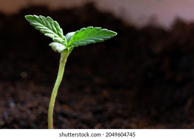 Macro photo of small cannabis seedlings on the ground - Powered by Shutterstock