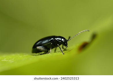 Macro photo of a small green beetle Altica 