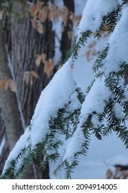 Macro Photo Of Snowy Pine Branch In Park