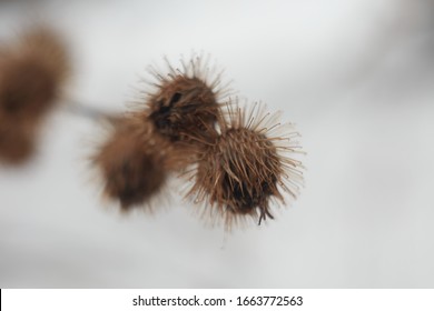 Macro photo of some Burdoc Cockleburs in the middle of winter. Set against a bright snow white background. 