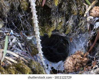 Macro Photo Of A Spider's Burrow In The Forest Under A Tree.