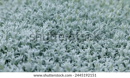 A macro photo of Stachys byzantina, known as Lamb Ear, showcases its velvety silver green leaves, creating a soft, dense texture that serves as a tranquil natural background