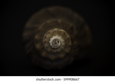 Macro in photo studio. shell