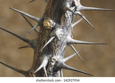 Macro photo of succulent thorns.