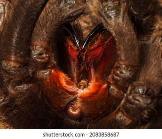 Macro Photo Of The Tarantula Spider Chelicerae. Fangs With Insect Venom Close-up.