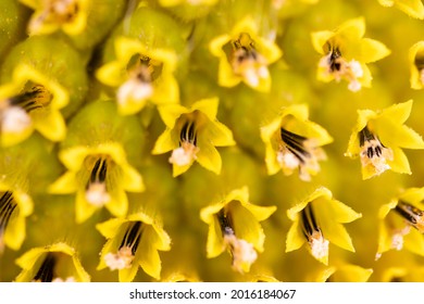 Macro Photo Of The Texture In The Middle Of The Sunflower. Art And Geometry In Nature. Fibonachi Golden Ratio