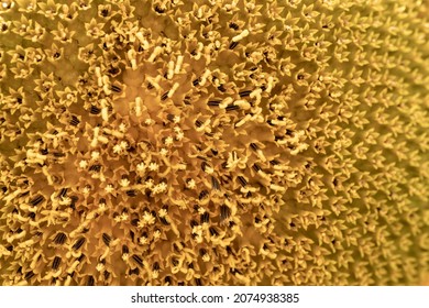 Macro Photo Of The Texture In The Middle Of The Sunflower. Art And Geometry In Nature. Fibonachi Golden Ratio