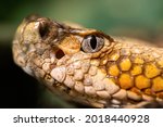 A macro photo of a Timber Rattlesnake, Crotalus horridus