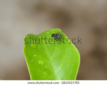 Macro photo of a tiny insect (Insecta) sitting on a vibrant green tropical leaf (Plantae).