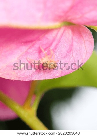 Macro photo of a tiny spider (Araneae, Class Arachnida) resting on a bright pink flower petal.