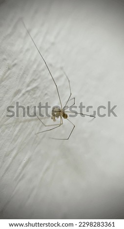 Macro photo : Tiny spider holding eggs