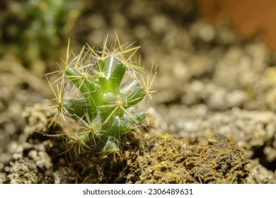A macro photo of a tiny spiky cactus, thriving on its own in humus-rich soil.