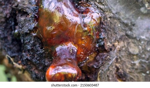 Macro Photo Of Tree Resin, Sap, Or Amber Bleeding Out Of The Tree