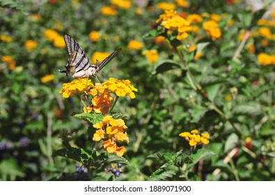 The Macro Photo Of A White Butterfly Papilionidae Sitting In Green Leaves