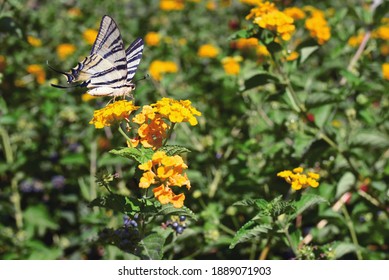 The Macro Photo Of A White Butterfly Papilionidae Sitting In Green Leaves