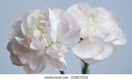 Macro photo of white-pink carnation flower bud close-up on blue background.Texture soft petals of carnation.Beautiful banner of flowers.Scientific name is Dianthus.Wedding postcard.Mothers day flower. - Powered by Shutterstock