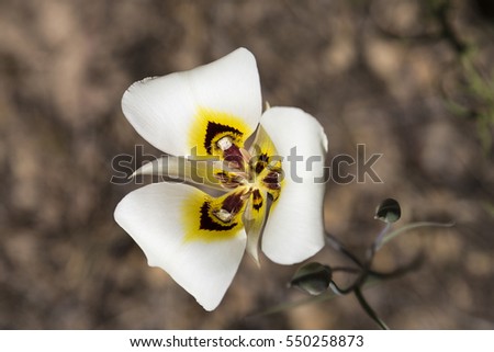 Macro photo of a wild Sego Lily, Calochortus nuttallii, state flower of Utah.