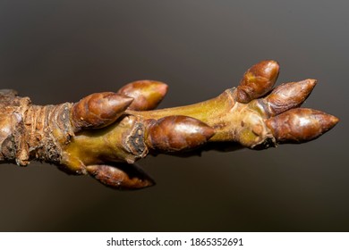 Macro Photo Of A Winter Bud On A Fruit Tree Twig