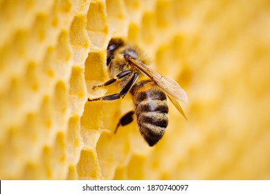 Macro photo of working bees on honeycombs. Beekeeping and honey production image. - Powered by Shutterstock