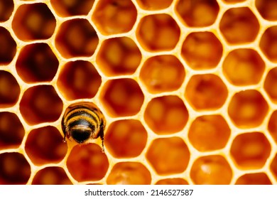 Macro photo of working bees on honeycombs. Beekeeping and honey production image - Powered by Shutterstock