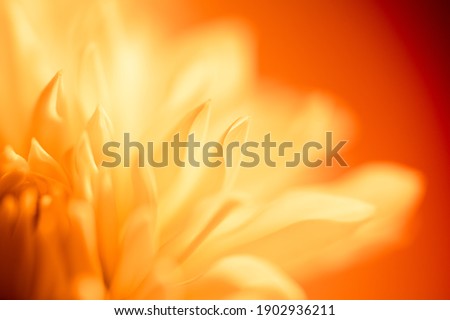 macro photo of a yellow blossom