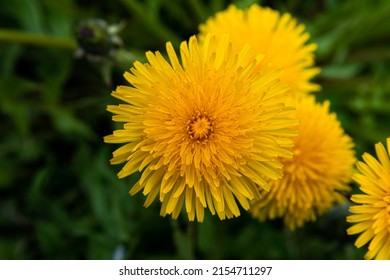 Macro photo of a yellow dandelion flower. Detailed close up photo of a dandelion.