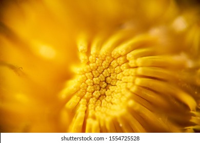 Macro Photo Of Yellow Flower