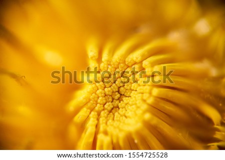 Macro photo of yellow flower