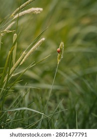 A macro photograph capturing a small, bright red ladybug perched on a slender blade of green grass. The scene emphasizes the delicate beauty of nature, set against a lush, soft-focus background of fresh spring foliage.