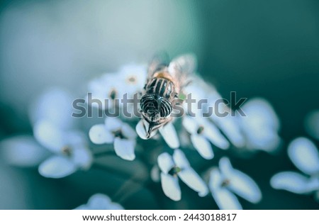 Macro photograph of Eristalinus Taeniops Fly sitting on a White flower
