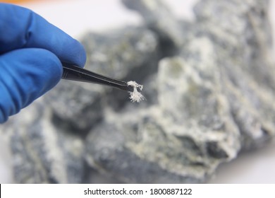 A macro photograph fibers of the mineral chrysotile asbestos taken from the host rock with tweezers.