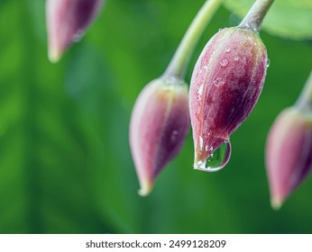 Macro photograph of a flower bud with rain droplets, Beads of water cling to a fresh flower bud after a spring rain. - Powered by Shutterstock