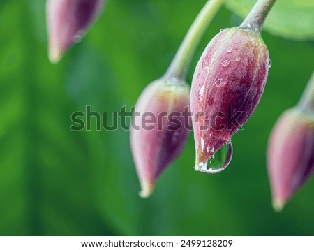 Macro photograph of a flower bud with rain droplets, Beads of water cling to a fresh flower bud after a spring rain.
