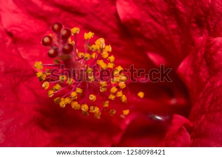 Similar – hibiscus Plant Flower