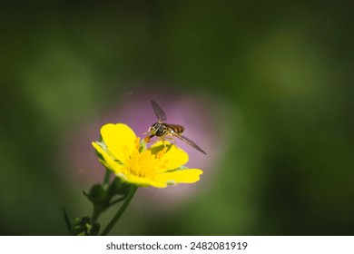 A macro photograph of a hoverfly resting on a yellow wildflower blossom. The detailed image highlights the hoverfly's delicate wings and vibrant body against a softly blurred green background. - Powered by Shutterstock