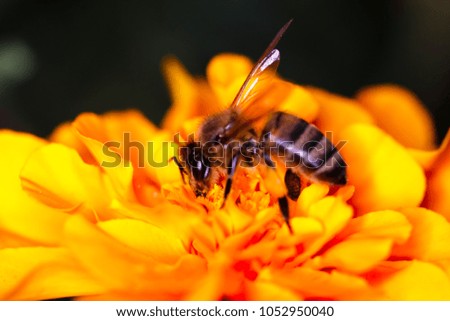 Similar – Image, Stock Photo black on yellow? bee!