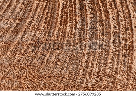Macro photograph of the internal structure of a tree where the marks of time and the rough texture of the plant fiber can be seen.