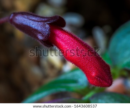 Macro photograph of a lipstick plant with green leaves on the background
