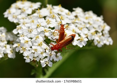 Macro photograph of a pair of common red soldier beetle (Rhagonycha fulva), on white flowers of Achillea.