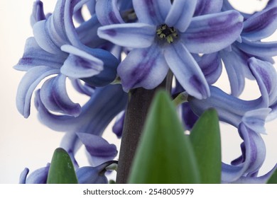 Macro photograph of a purple hyacinth flower showcasing its delicate petals and intricate details. Ideal for nature enthusiasts, floral lovers, and botanical art admirers. High quality photography - Powered by Shutterstock