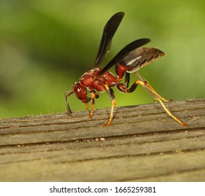 114 Bull wasp Images, Stock Photos & Vectors | Shutterstock