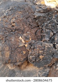 Macro photograph of rough decayed bark with dark organic textures and weathered wood
