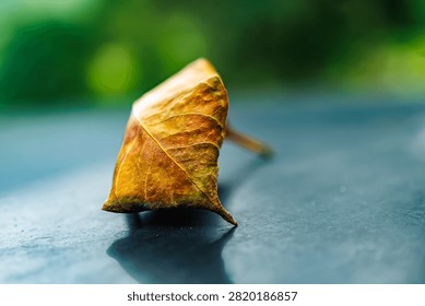 Macro photograph of a single dried triangular leaf resting on a dark reflective surface with a soft bokeh green background.