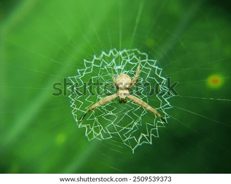 Similar – Image, Stock Photo Garden snail V Leaf